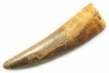 Fossil Spinosaurus Tooth - Real Fossil Tooth #357695-1